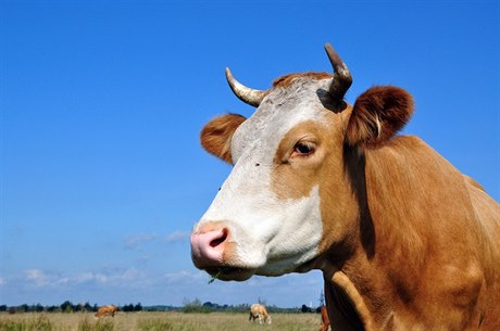 Krávy (ilustraní foto)