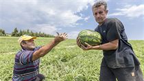 Řečtí zemědělci. | na serveru Lidovky.cz | aktuální zprávy