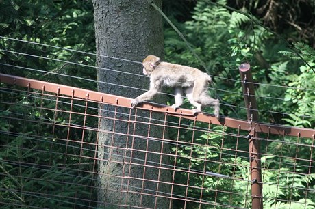 Makak ve zrekonstruovaném prchozího výbhu v olomoucké zoo.