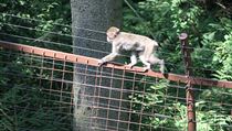 Makak ve zrekonstruovaném průchozího výběhu v olomoucké zoo. | na serveru Lidovky.cz | aktuální zprávy