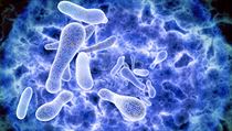 Bakterie legionella. | na serveru Lidovky.cz | aktuální zprávy