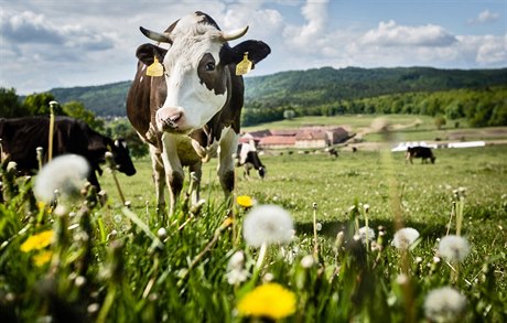 Farma Frantika Mikoláe v Krhanicích.