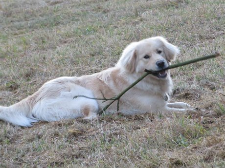 Praské mstské ásti mají psí vyhláku pipomínkovat do konce srpna.