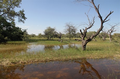 Voda naráí na okraje rozpálené pout Kalahari, vypauje se a vytváejí se...