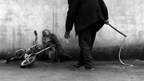 Opice se kr ped cirkusovm trenrem, na. Autor: Yongzhi Chu - 1. cena v...