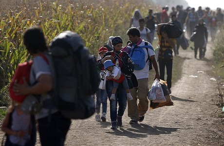 Migranti kráí kukuinými poli v chorvatským hranicím.