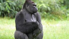 Gorila (ilustraní foto)