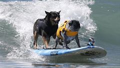Sout Surf City Surf Dog se odehrávala v Kalifornii.