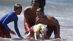 Juniortí záchranái pomáhají psovi zpátky na surf.