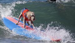 Vidt psa surfovat není v Kalifornii nic neobvyklého.
