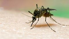 Komár (ilustraní foto)