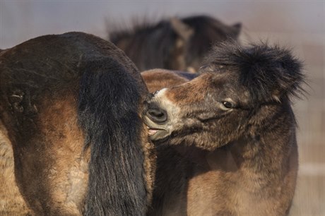 Po nkolika staletích je to první híb divokých koní, které se narodilo v...