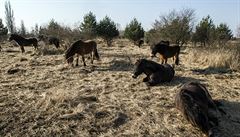 V Milovicích na Nymbursku se dnes ráno narodilo híb divokých koní.