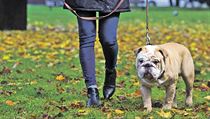 Zakladatelka venčitelské platformy Doggini.cz Romana Miková se svým buldokem... | na serveru Lidovky.cz | aktuální zprávy