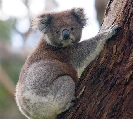 Vtinu svého ivota koaly stráví na stromech.