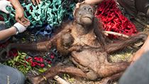 Samice orangutana s mládětem unikla před požárem. | na serveru Lidovky.cz | aktuální zprávy