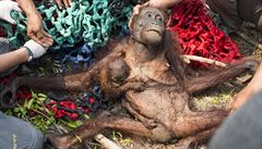 Samice orangutana s mládtem unikla ped poárem.
