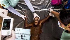 Thajtí veterinái fotí dvouletého orangutana pi zdravotní prohlídce.