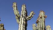 Kaktusy jsou neuviteln houevnat