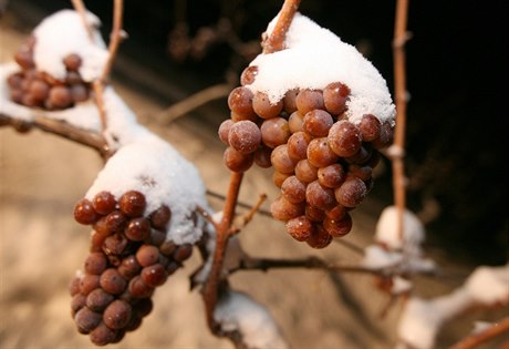 Sklize ledového vína (ilustraní foto).