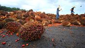 Produkce palmovho oleje se m do roku 2050 ztrojnsobit