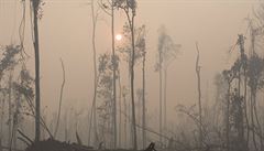 Vypalování prales v centrální ásti Bornea