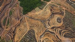 Celková plocha odlesnná kvli palmovému oleji se tko odhaduje u kvli tomu,...