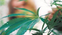 Marihuana | na serveru Lidovky.cz | aktuální zprávy