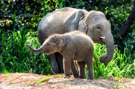 Pro slony indické je herpes vir opravdovým nebezpeím.