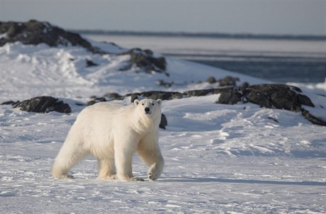 Tba v rezervaci je zakázána i kvli ochran ledních medvd. Ilustraní foto.