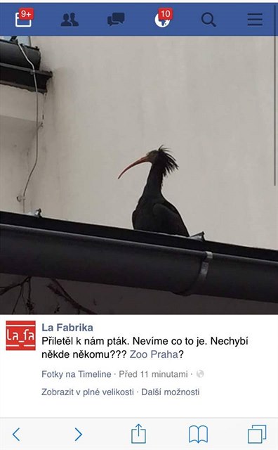 Ze Zoo Praha uletlo 18 ibis. Jejich voliéru poniil sníh.