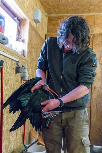 Jeden z odchycených ibis na snímcích Zoo Praha