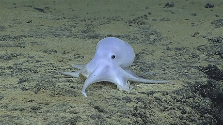 Vdci zejm objevili nový druh chobotnice.