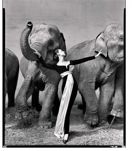 dovima se slony, Cirque dHiver, srpen 1955,