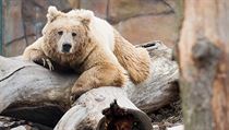 Medvěd plavý v zoo v Hluboké nad Vltavou. | na serveru Lidovky.cz | aktuální zprávy