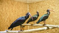 Uprchl ibisov v prask zoo zatm nebyli vputni do ponien voliry, mus...