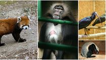 Česká zoo mají s útěky zkušenosti. Některá zvířata prchla opakovaně. | na serveru Lidovky.cz | aktuální zprávy