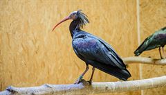 Uprchlí ibisové v praské zoo.
