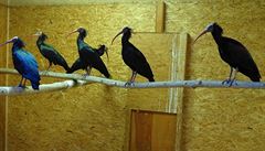 Devt chycených ibis.