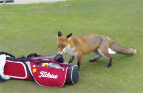 Lika krade penenku golfistovi
