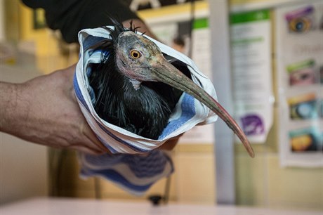 Chycený ibis