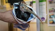 Chycený ibis | na serveru Lidovky.cz | aktuální zprávy