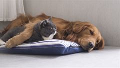 Pes a koka spolu mohou i spát v jednom pelíku