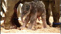 V praské zoologické zahrad se narodilo první sln za 80 let chovu slon v...