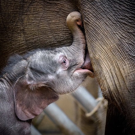 Sln, které se 5. dubna narodilo v praské zoologické zahrad, pibralo est...