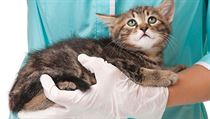 U veterináře (ilustrační foto) | na serveru Lidovky.cz | aktuální zprávy