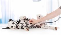 U veterináře (ilustrační foto) | na serveru Lidovky.cz | aktuální zprávy