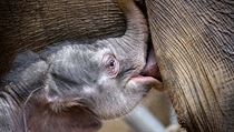 Slůně, které se 5. dubna narodilo v pražské zoologické zahradě, přibralo šest... | na serveru Lidovky.cz | aktuální zprávy