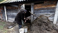 Ivan amjanok chová vepe i slepice.