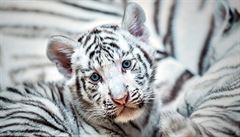 Bílá tygí mláata se narodila tygici Suryi a samci Parisovi poslední únorový...